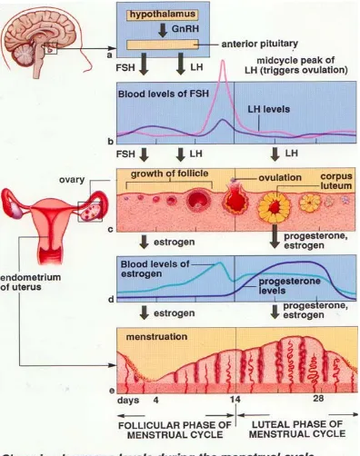Gambar 2.2. Level hormon pada siklus menstruasi 