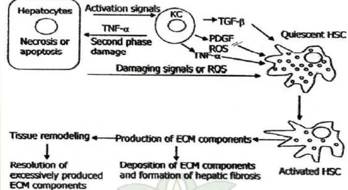 Gambar 2. Ilustrasi patogenesis fibrosis hati. di kutip dari Bataller R., Brenner DA., E Miscellaneous, Overview of liver fibrosis, Textbook of  Gastroenterology