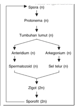 Gambar Skema Metagenesis siklus hidup lumut