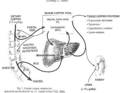Gambar 3. Metabolisme tembaga (copper) dalam tubuh manusia54