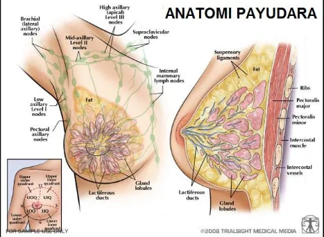 Gambar 2.5: Anatomi Payudara 