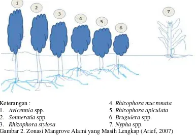 Gambar 2. Zonasi Mangrove Alami yang Masih Lengkap (Arief, 2007) 