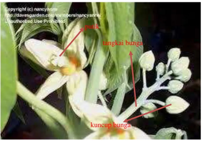 Gambar 1. Bunga betina tanaman ubikayu 