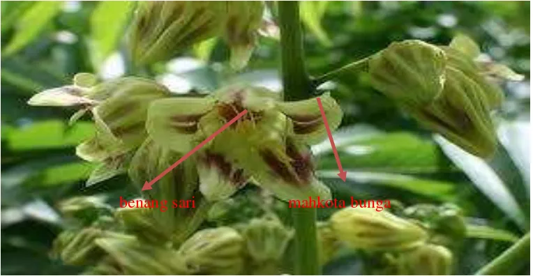Gambar 2. Bunga jantan tanaman ubikayu 