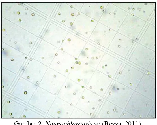 Gambar 2. Nannochloropsis sp (Rezza, 2011). 