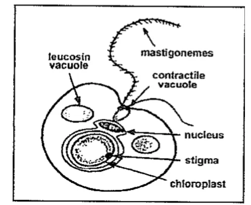 Gambar 3. Sel  Nannochloropsis sp. (Aliabbas, 2002).  