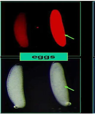 Gambar 1. Telur Bactrocera Sumber: http://www.entomol.nchu.edu sp.  