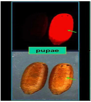 Gambar 2. Larva Bactrocera Sumber : http://www.entomol.nchu.edu sp.  
