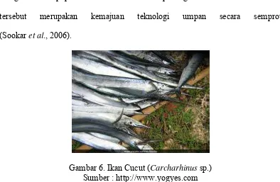 Gambar 6. Ikan Cucut (Carcharhinus sp.) Sumber : http://www.yogyes.com  