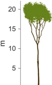 Figure 2. Point cloud of the Betula pendula, silver birch.