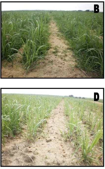 Gambar 2.  Perlakuan sistem olah tanah dan pemberian mulsa pada pertanaman tebu : A. perlakuan OTM tanpa mulsa B