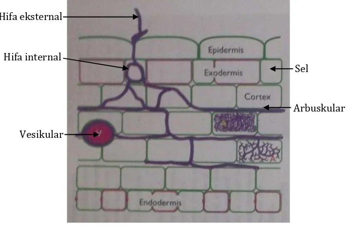 Gambar 2. Penampang akar yang terinfeksi FMA (Brundrett et al.,1996). 