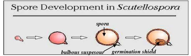 Gambar 7. Proses perkembangan spora pada Scutellospora (Invam, 2012). 