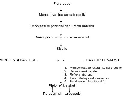 Gambar 2.1 Patogenesis dari ISK asending19