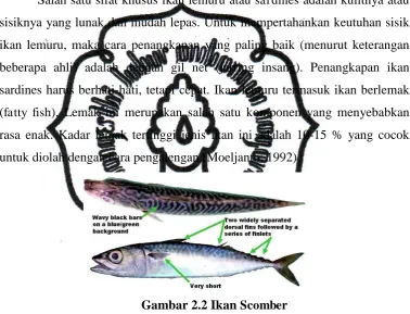 Gambar 2.2 Ikan Scomber 