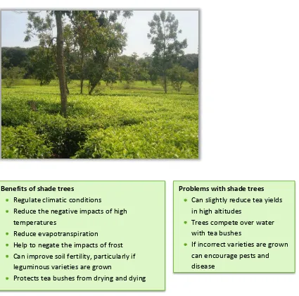 Figure 5: Shade trees in a tea plantation 