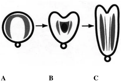 Gambar 1.     Beberapa tahap perkembangan embrio somatik. (A) globular, (B) hati, dan (C) terpedo
