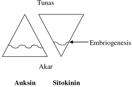 Gambar 2. Posisi embriogenesis dalam segitiga keseimbangan auksin dan  sitokinin. 