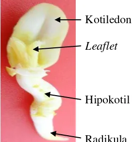 Gambar 4. Tahapan sterilisasi benih kacang tanah : (A) benihdirendam dalam larutan Bayclin+Tween, (B) benih dikocok, (C) dibilas dengan air steril, (D) bilasan kedua, (E) bilasan ketiga, (F) kulit benih dikupas, (G) benih dikecambahkan dalam media MS0