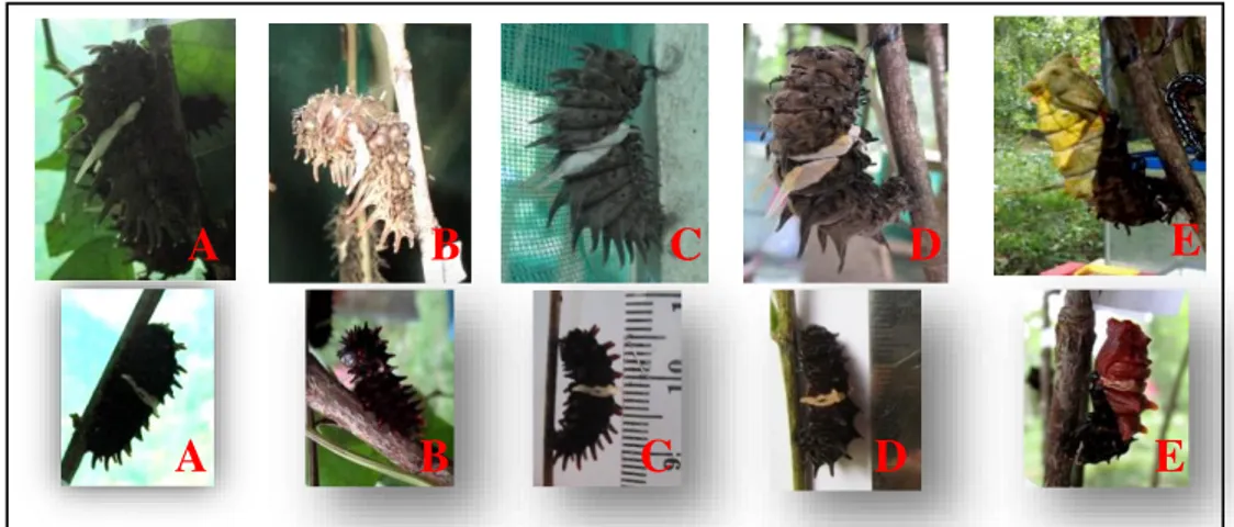 Gambar 1. Aktivitas pupasi T. helena (atas) dan P. aristolochiae (bawah), A). larva memendek, B)