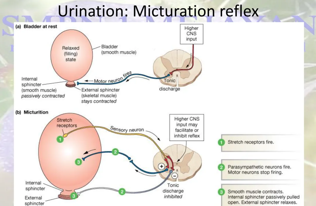 Figure 19-18: The micturition reflex