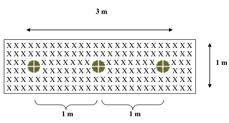 Gambar 6.  Petak Percobaan Letak Penanaman Bibit Karet dan Gulma  (Keterangan :  = Bibit tanaman karet; X = Gulma) 