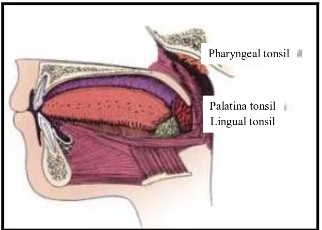 Gambar 1. Tiga bagian tonsil.1 