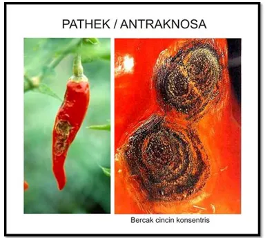 Gambar 1 : Buah cabai yang terserang Antraknosa Sumber : (http://bppindonesia.com/penyakit-patek-atau-antraknosa/) 