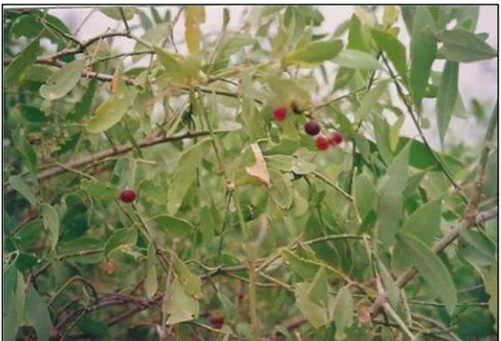 Gambar 1. Bagian batang, buah dan daun dari siwak (Sal-                   vadora persica)16  