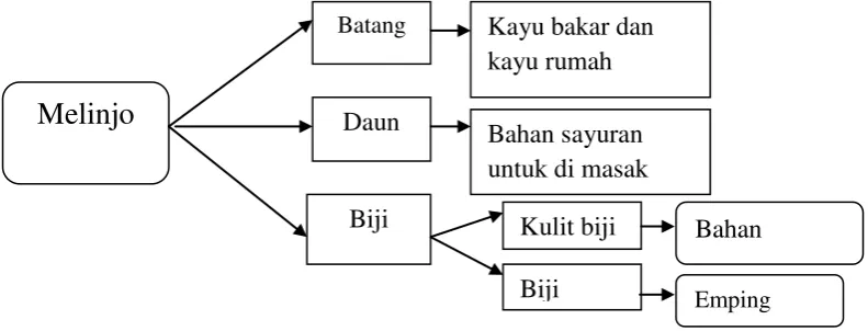 Gambar 1. Pohon industri melinjo 