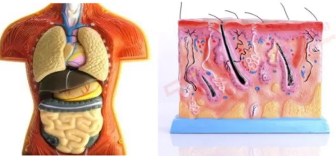 Gambar 2.2 Contoh Media Torso Organ Ekskresi 24