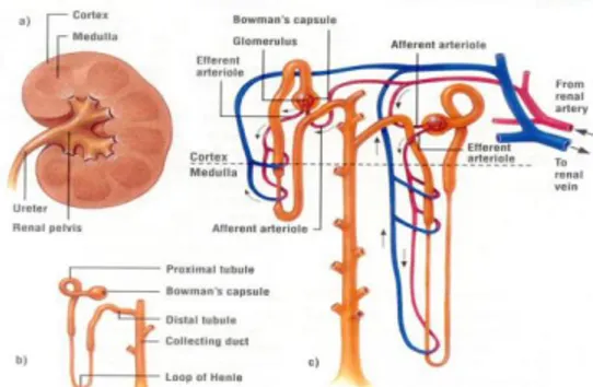 Gambar 2.5. Struktur nefron pada ginjal manusia. 47 ____________ 