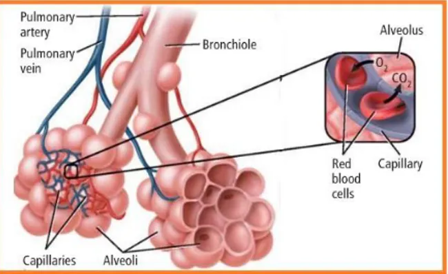 Gambar 2.8 Alveolus dan Bagiannya 58 ____________ 