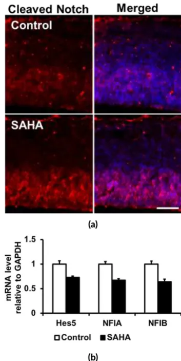 FIGURE 1 Mid-gesta�onal HDAC inhibi�on by SAHA led to the suppression of astrocyte diﬀeren�a�on in P7 cor�ces