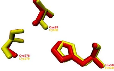 FIGURE 5 Predic�on of PhbA 3D structure using I-TASSER.Residues in red color are PhbA and yellow are RePhbA.