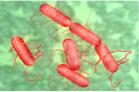 Gambar 2.8 Koloni Salmonella typhi 
