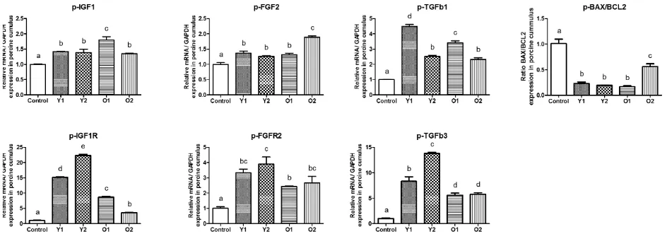 FIGURE 2 The expression of growth factor signalling genes from porcine oocytes a�er in vitro matura�on (IVM)