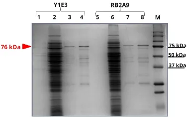 FIGURE 2 Compe��ve ELISA analysis of scFv clone RB2A9 fromrabbit and clone Y1E3 from human against OTA