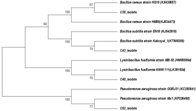 FIGURE 3 Phylogene�c tree shows evolu�onary distance among copper-resistant bacteria based on16S rRNA gene sequence