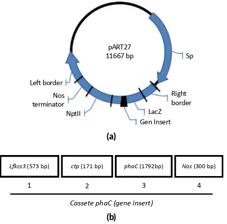 FIGURE 1 Plasmid pARTC expression vector. (a) pARTC map. (b)cassete of phaC: (1) promoter L�cs3 (573 bp); (2) pep�de signalctp (171 bp); (3) phaC gene (1792 bp); (4) terminator nos (300 bp).