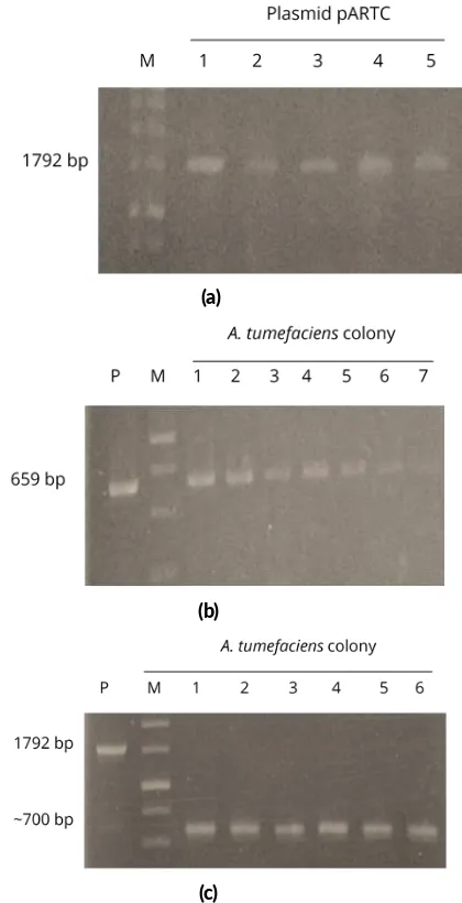 FIGURE 2 Conﬁrma�on the construct of pARTC plasmid. (a) con-1–5); (b) conﬁrma�on ofofﬁrma�on of phaC gene in pARTC plasmid using phaC primer (lane nptII gene of Agrobacterium tumefacienscolony using nptII primer (Lane 1–7); (c) conﬁrma�on of phaC gene A