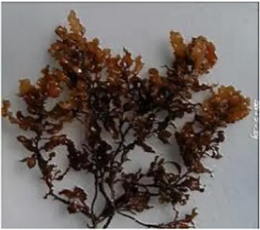 Gambar 2.1 Rumput laut Sargassum sp  