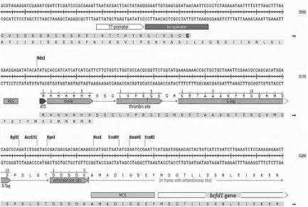 FIGURE 1 Conﬁrma�on of the bcfd1 gene subcloning into pET-30a(+) by restric�on analysis (M: 1 kb DNA Ladder, 1: non-digestpET-bcfd1, 2: HindIII digested pET-bcfd1, 3: HindIII and EcoRI di-gested pET-bcfd1).