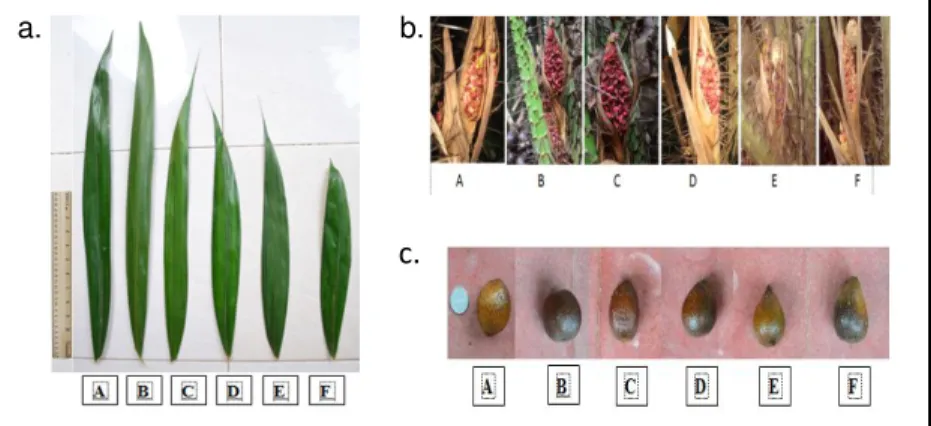 Gambar  1  Keragaman  tanaman  salak  Bangkalan,  yaitu    Daun  (a),  Bunga  (b),  dan  Buah  (c)  dimana A = Apel, B = Bunter, C = Cocor, D = Kerbau, E = Penjalin, F = Senase 
