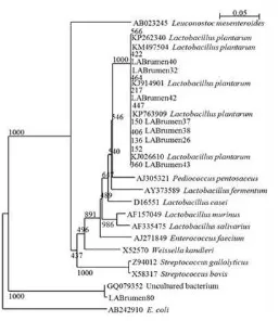 Figure 2. Phylogenetic relationships of  lactic acid bacteria base on partial 16S rDNA sequences.