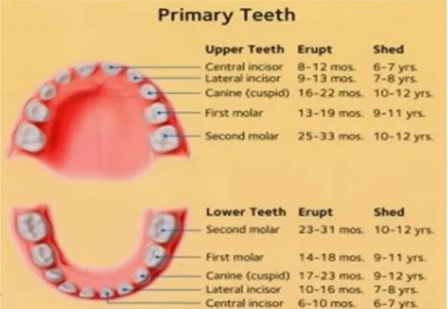 Gambar 3 menunjukkan periodisasi  pertumbuhan  gigi  permanen.  Periode  ini 
