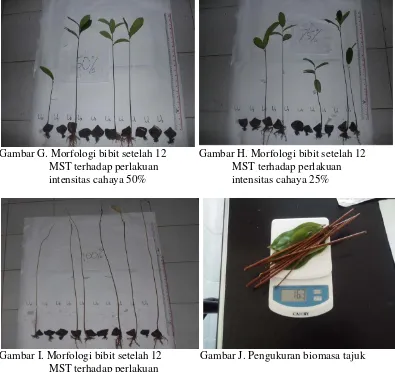 Gambar I. Morfologi bibit setelah 12              Gambar J. Pengukuran biomasa tajuk 
