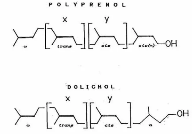 Gambar 1. Struktur Polyprenols dan dolichols 