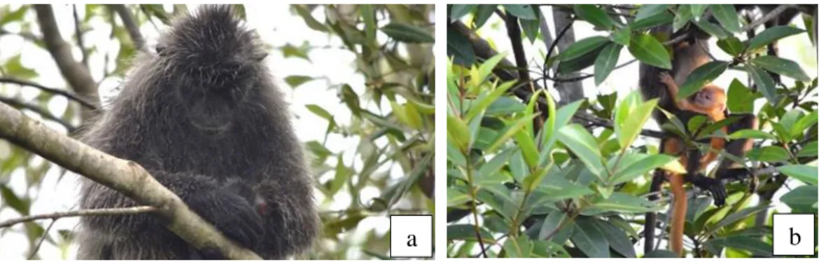 Tabel  6.  Jenis  Pohon  Tidur  Lutung  Kelabu  (Trachypithecus  cristatus)  di  Hutan  Mangrove Desa Percut Kecamatan Percut Sei Tuan 