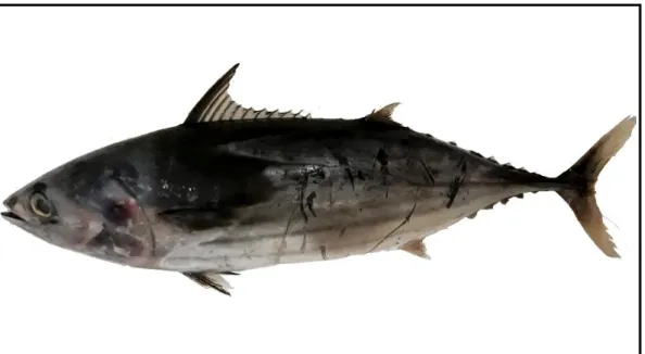 Gambar 2. Ikan Cakalang (Katsuwonus pelamis) 